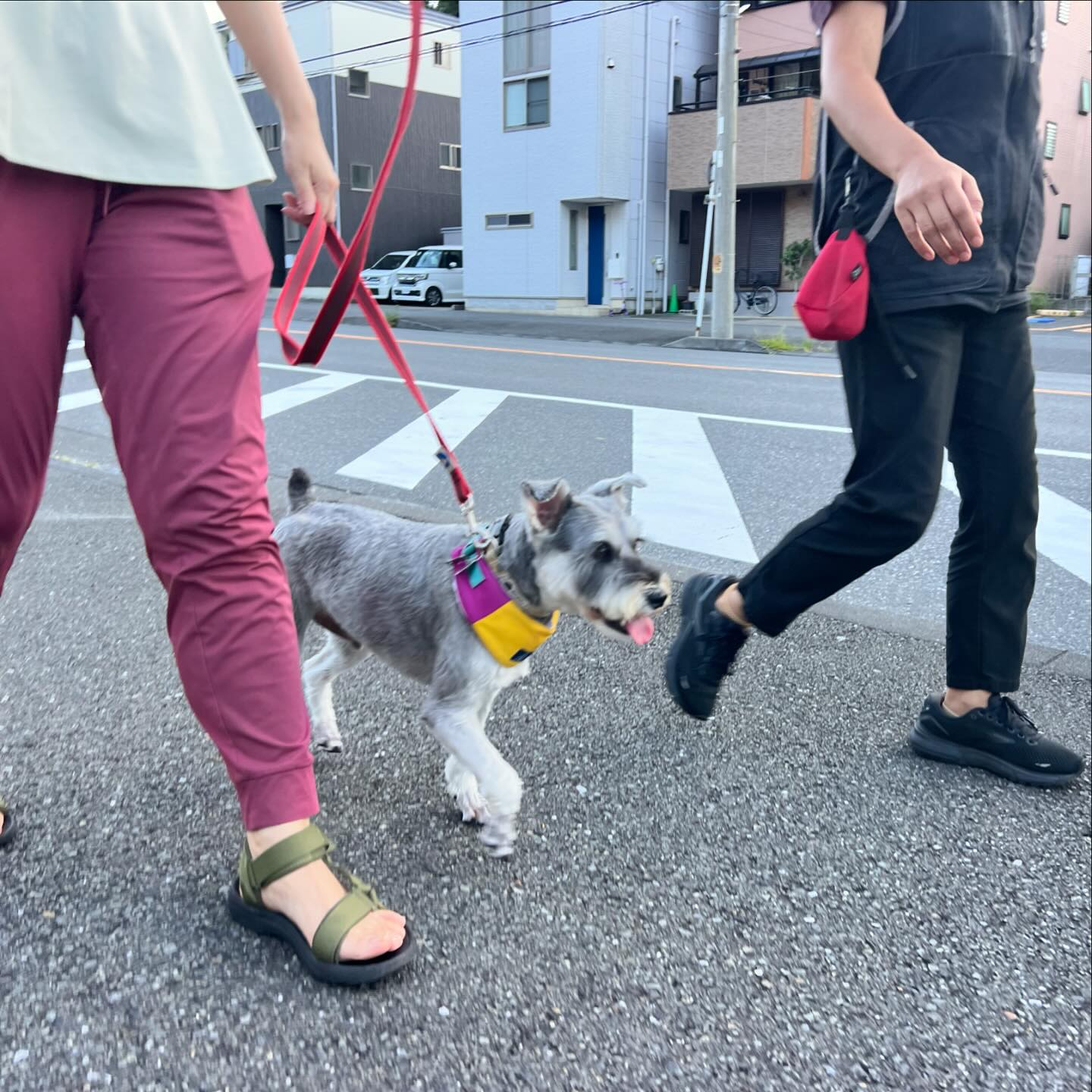 長距離散歩とても頑張りました！