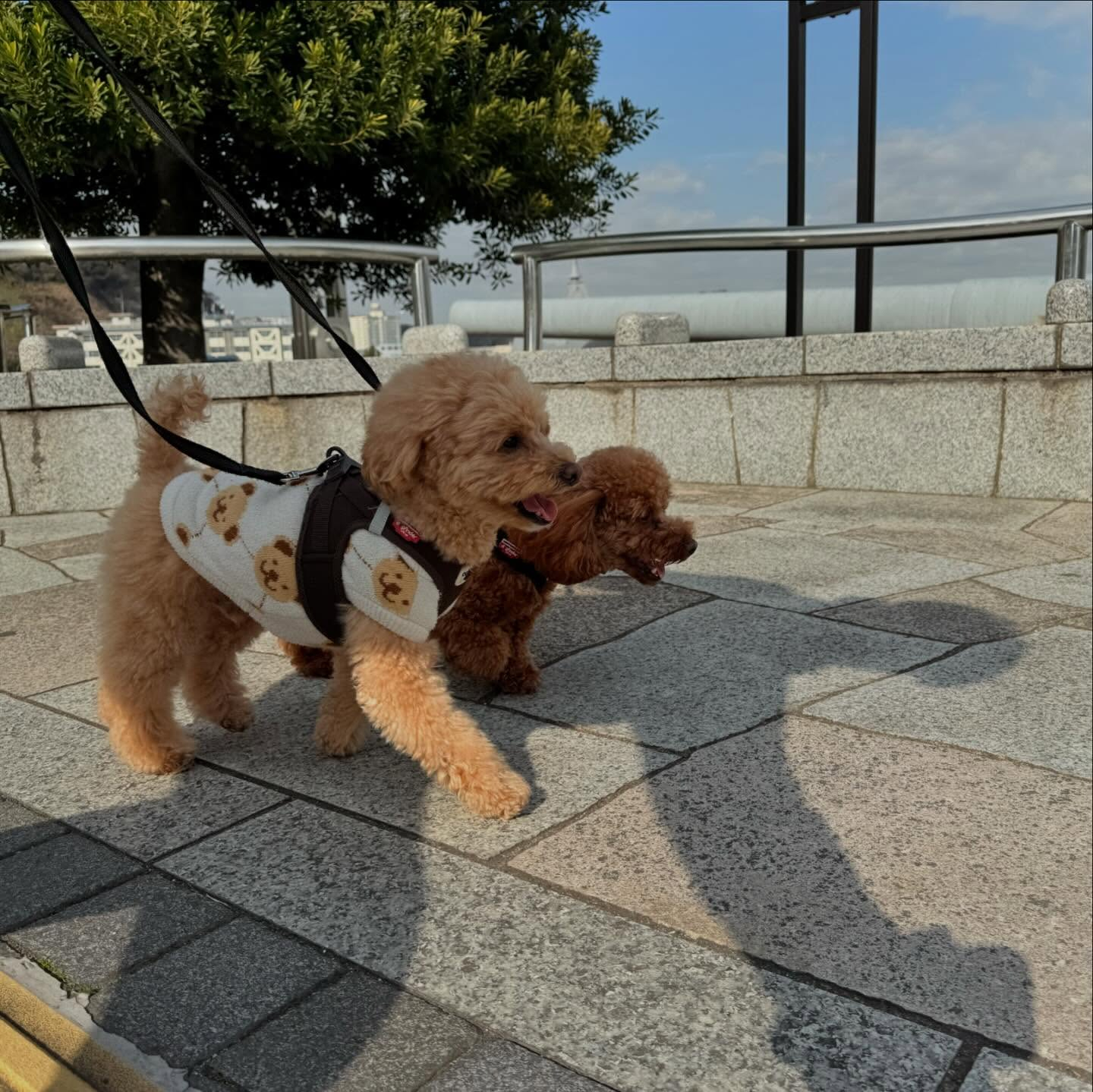 仲良し家族で散歩レッスン