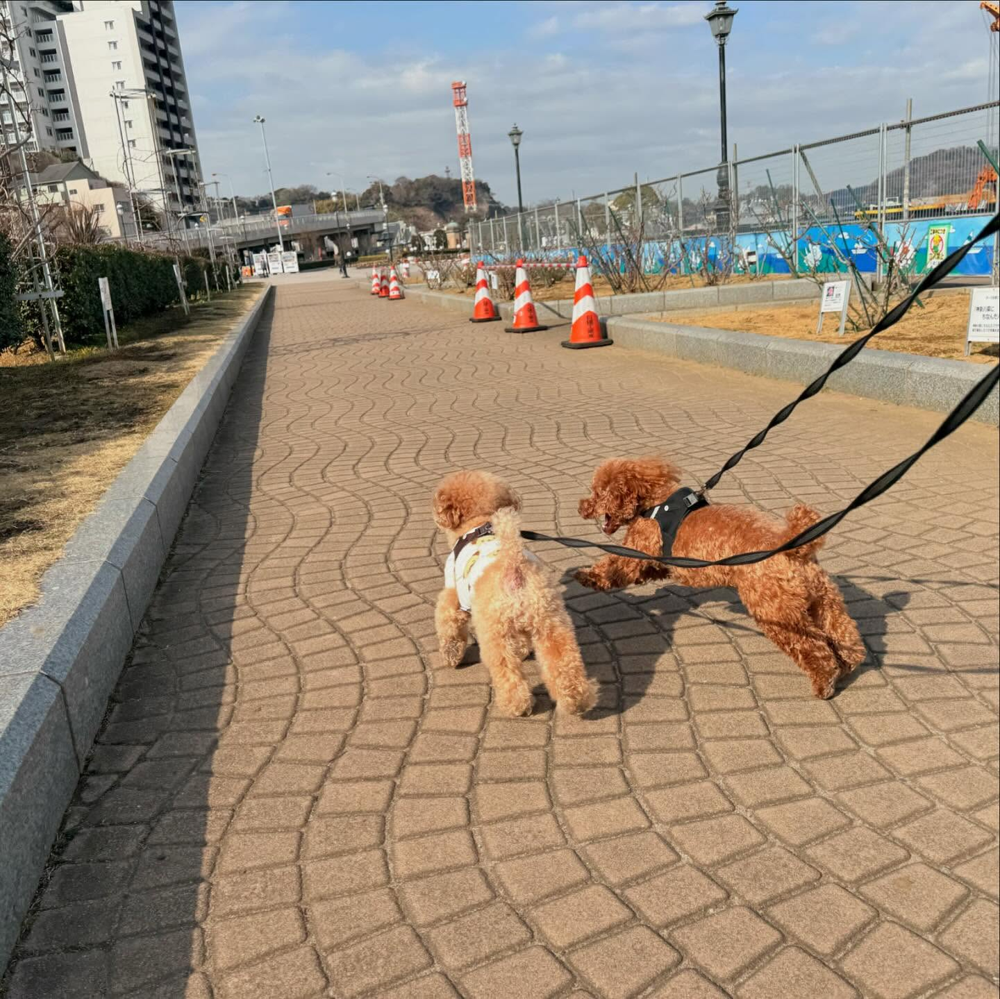 仲良し家族で散歩レッスン