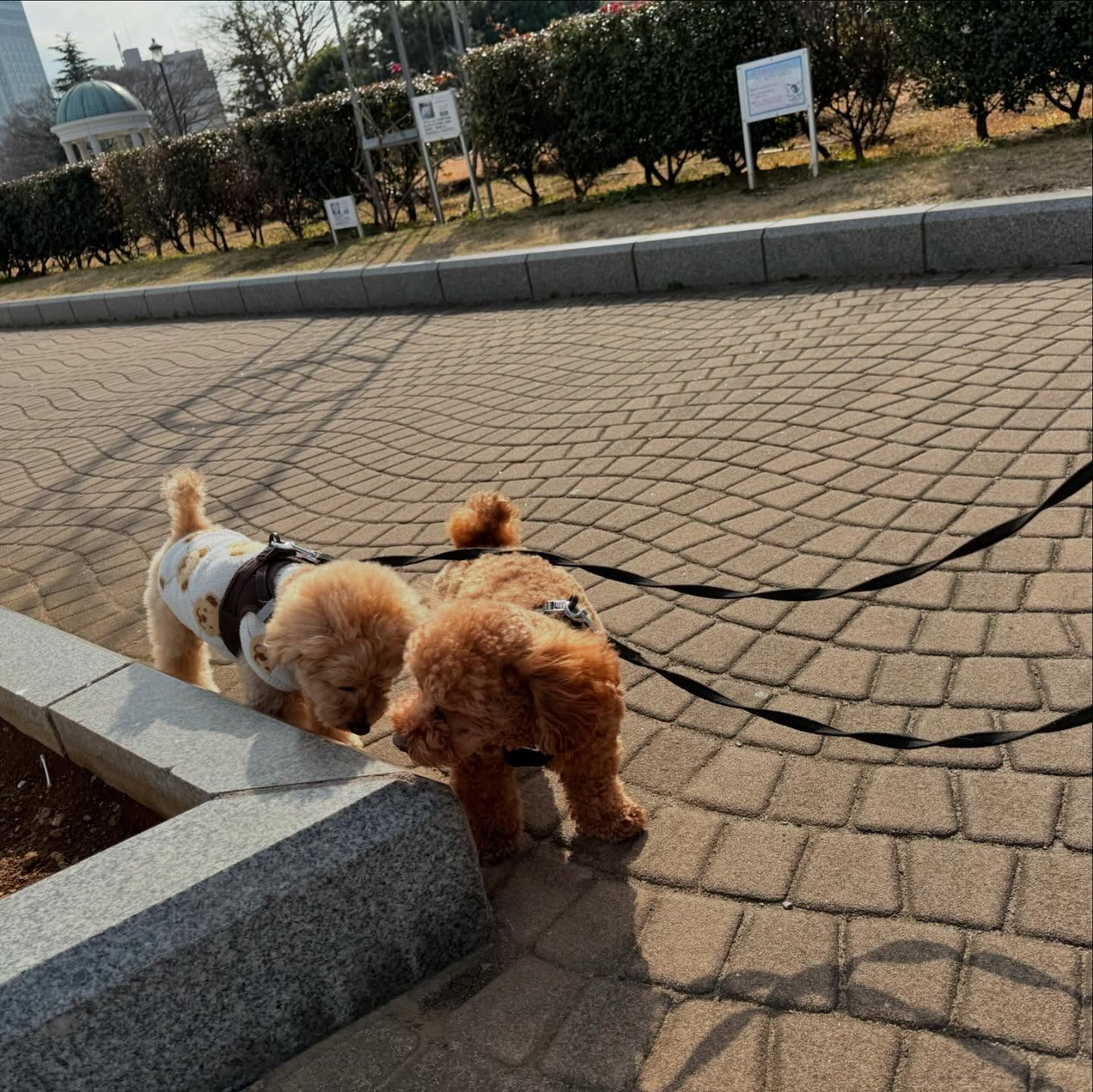 仲良し家族で散歩レッスン