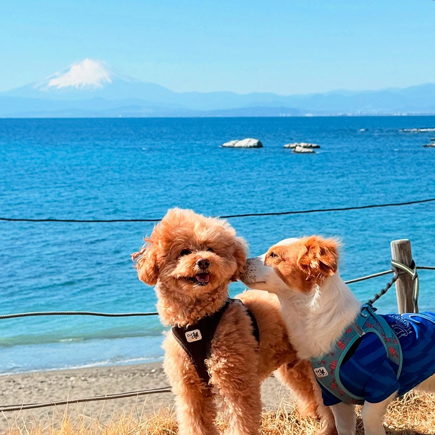 散歩日和で仲良くレッスン！🐾