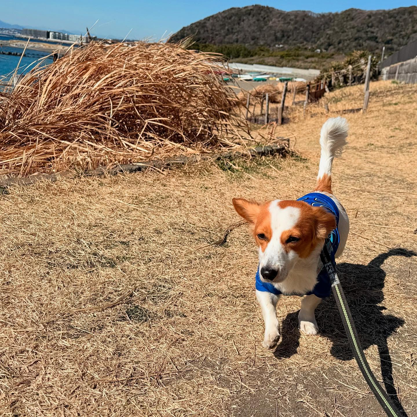 散歩日和で仲良くレッスン！🐾