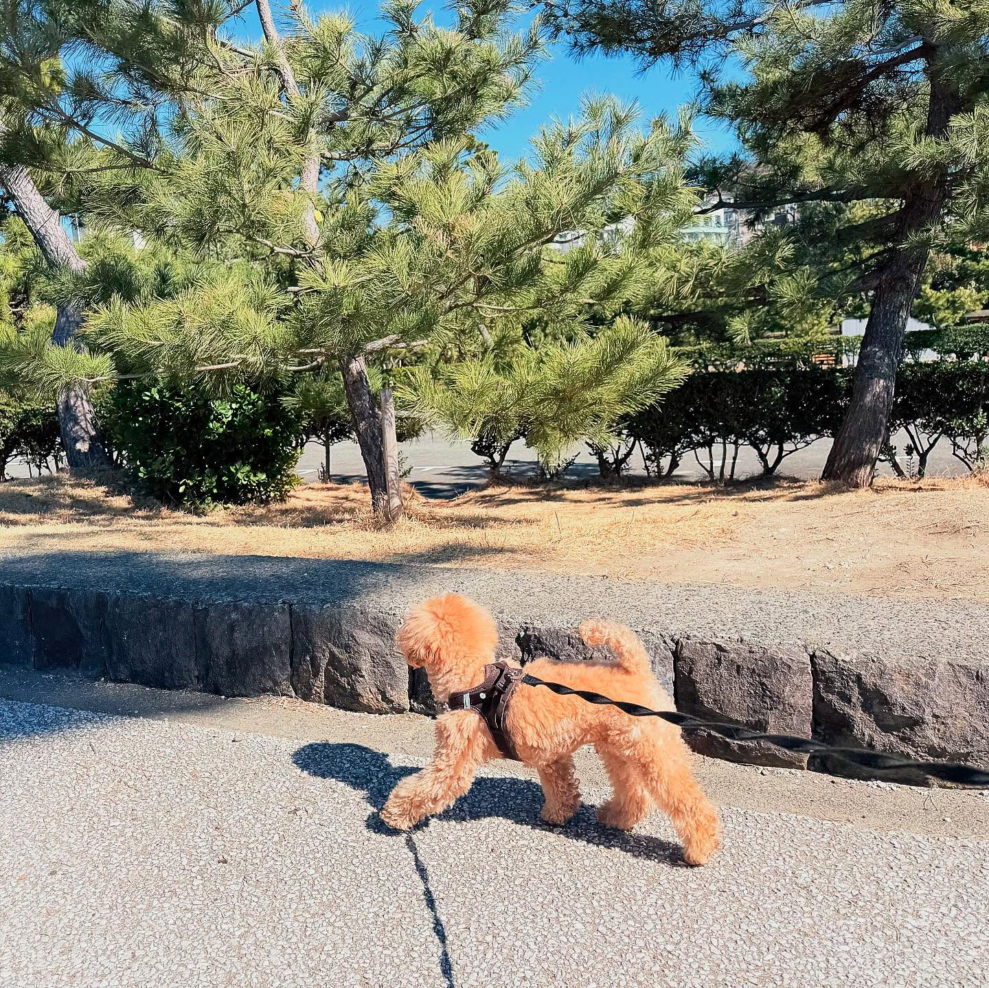 散歩日和で仲良くレッスン！🐾