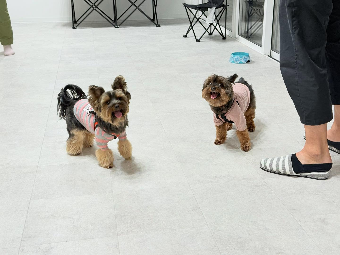 秋からの新入生