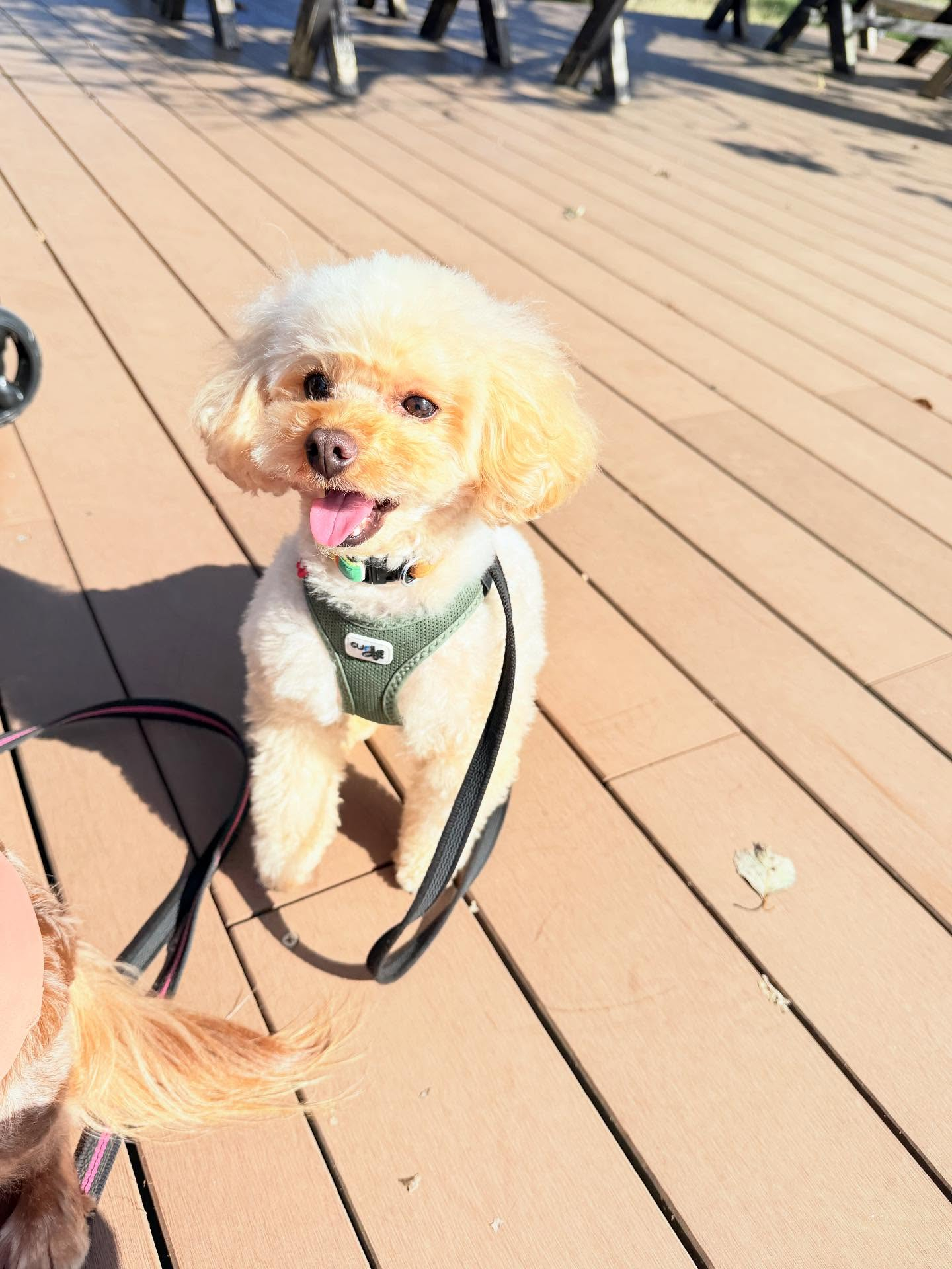 お預かりレッスン中のお写真です。