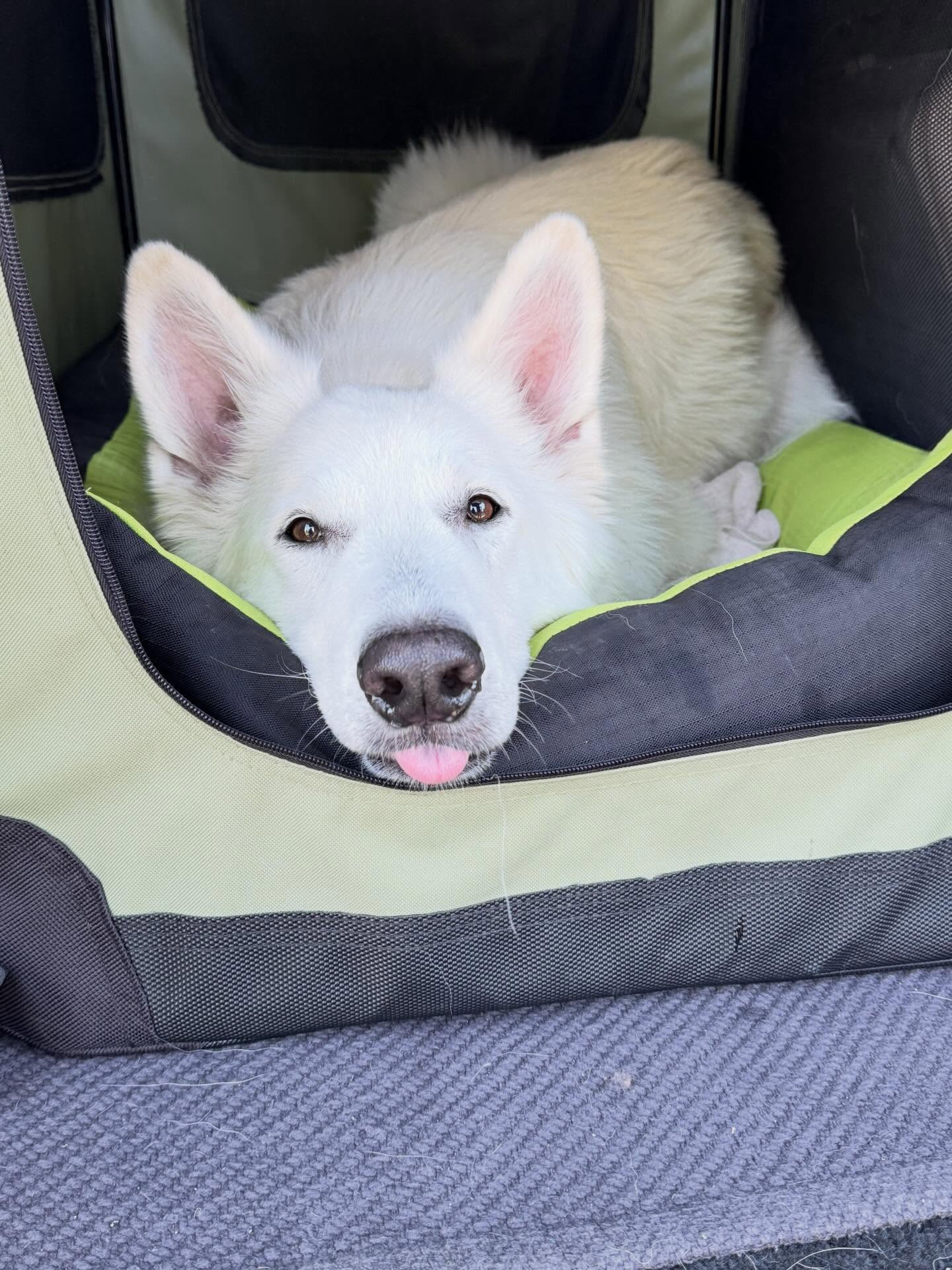 お預かりレッスン中のシェパード君！！