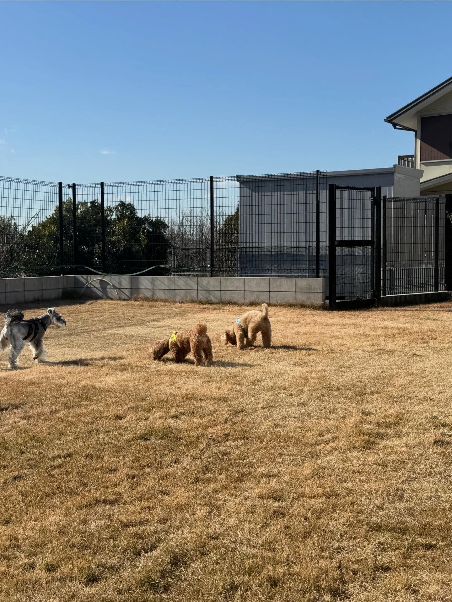 今日は今年初のお預かりレッスンでした。