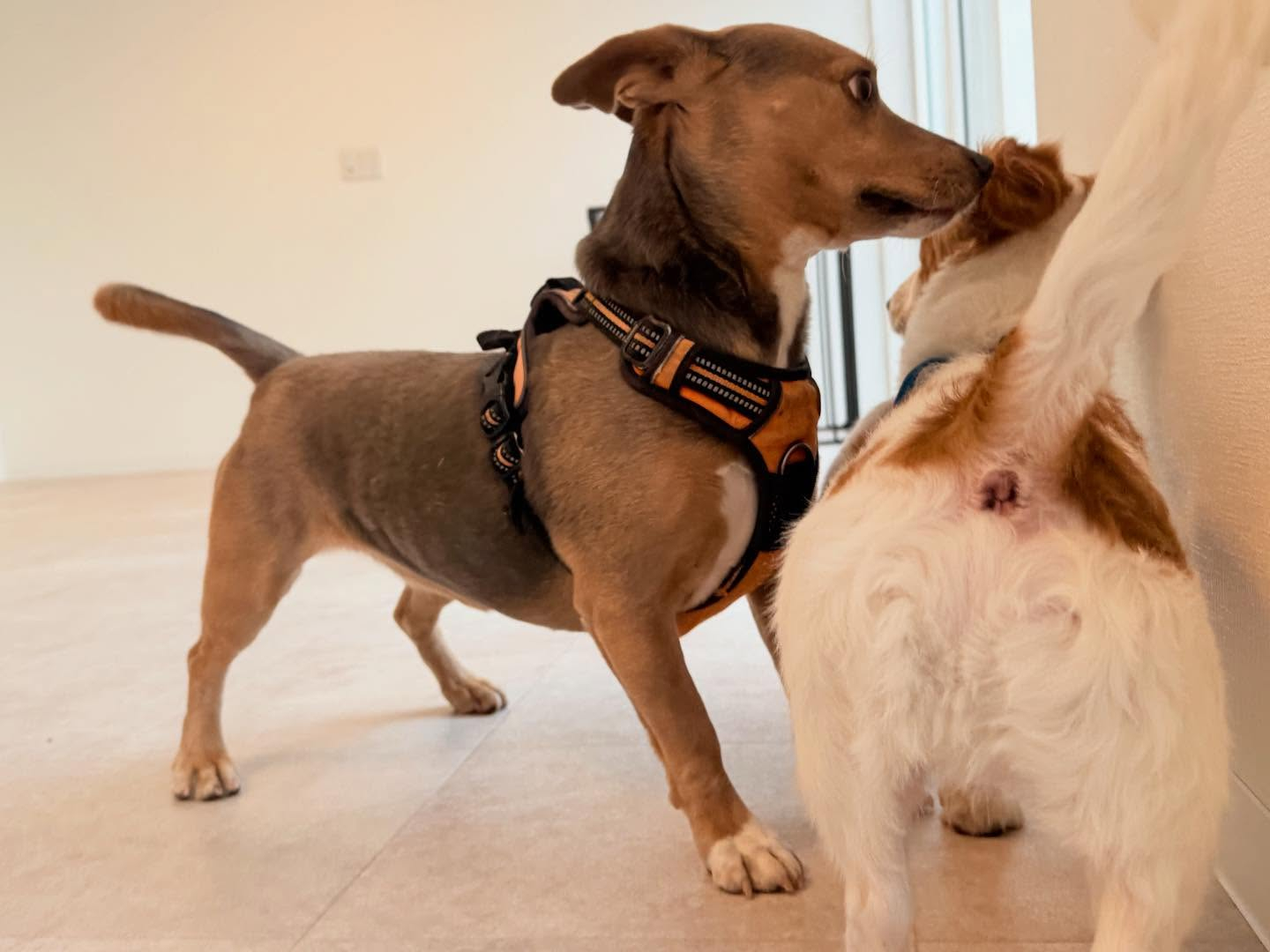 少しづつ距離を測りながら、遊びを誘えるようになってきた⭐️。