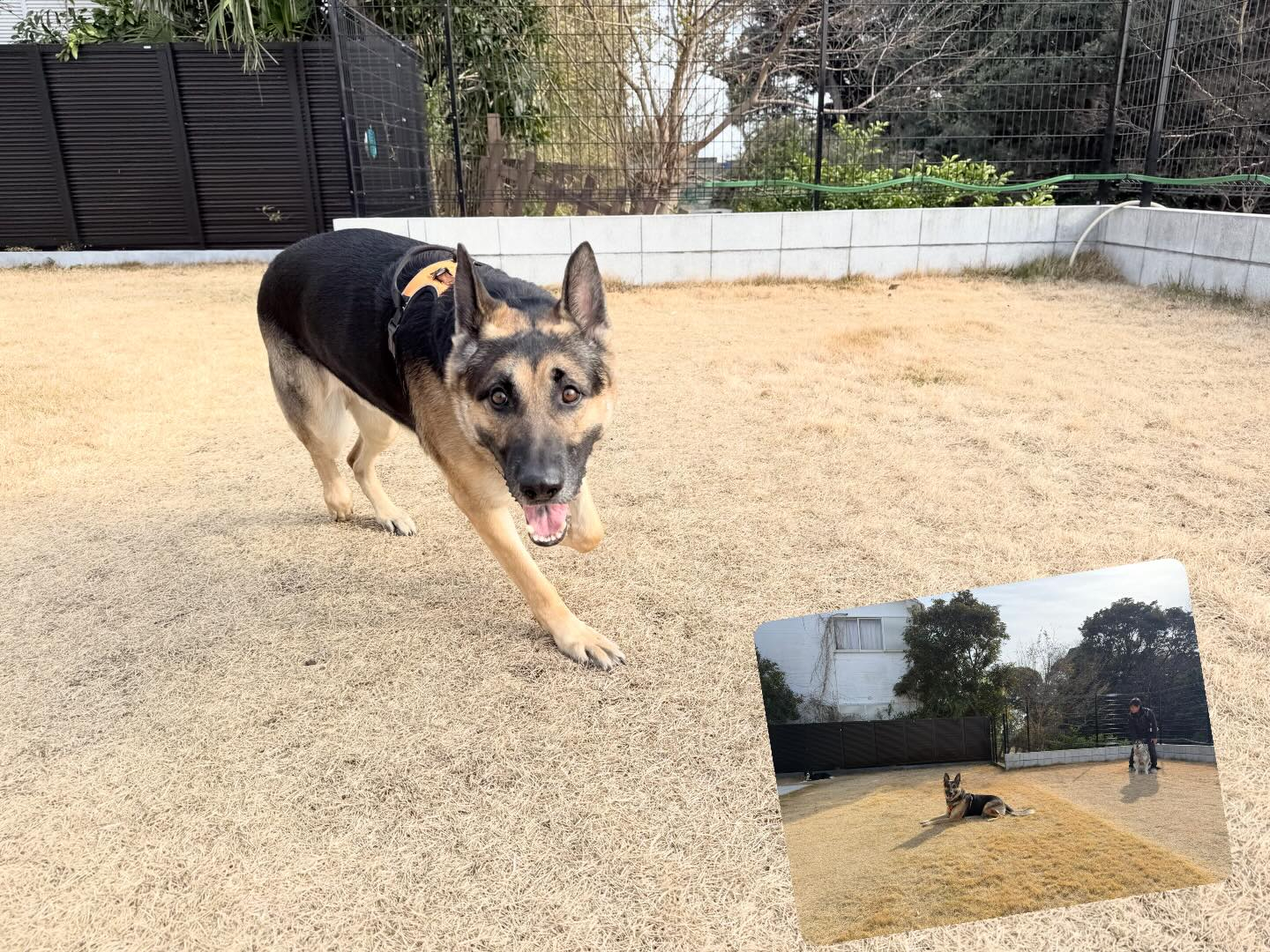 ご家族が悩まれていた他犬に対しての反応も薄らぎ