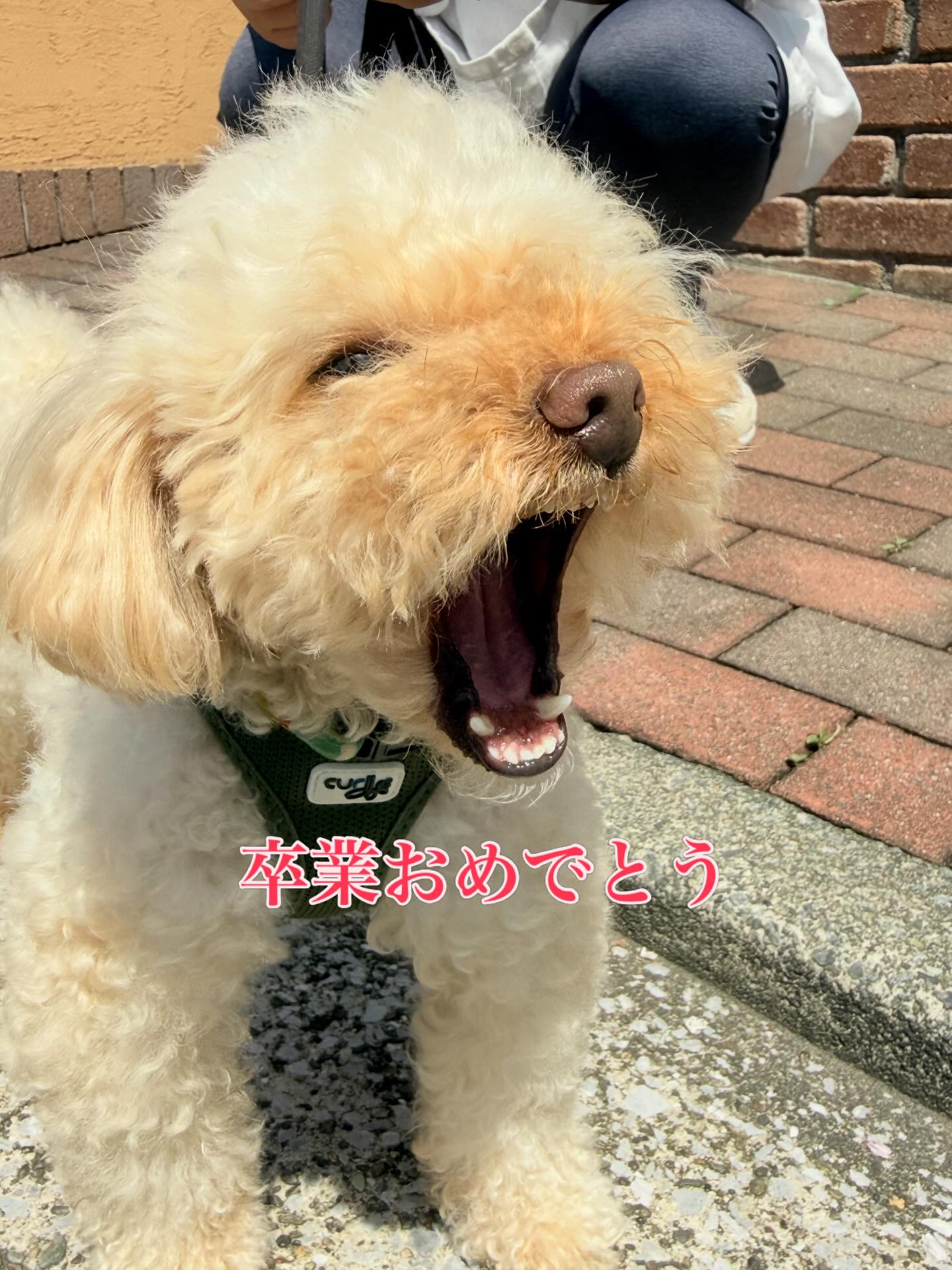 見違えるほど成長しました!