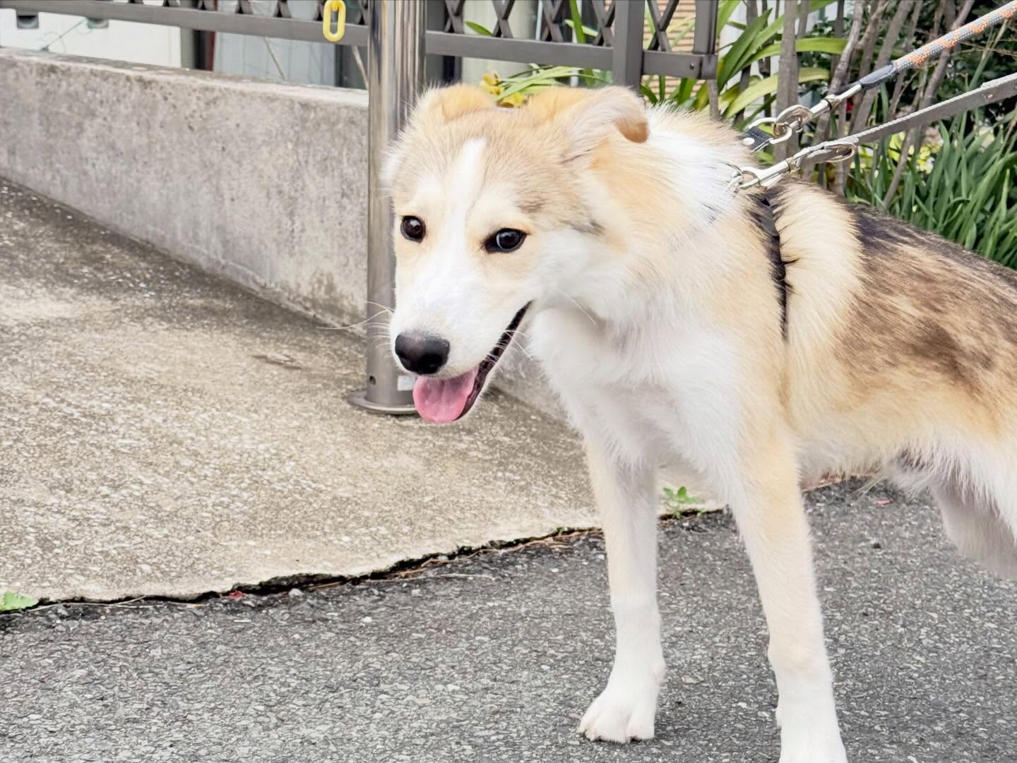 春からの可愛い新入生☺️