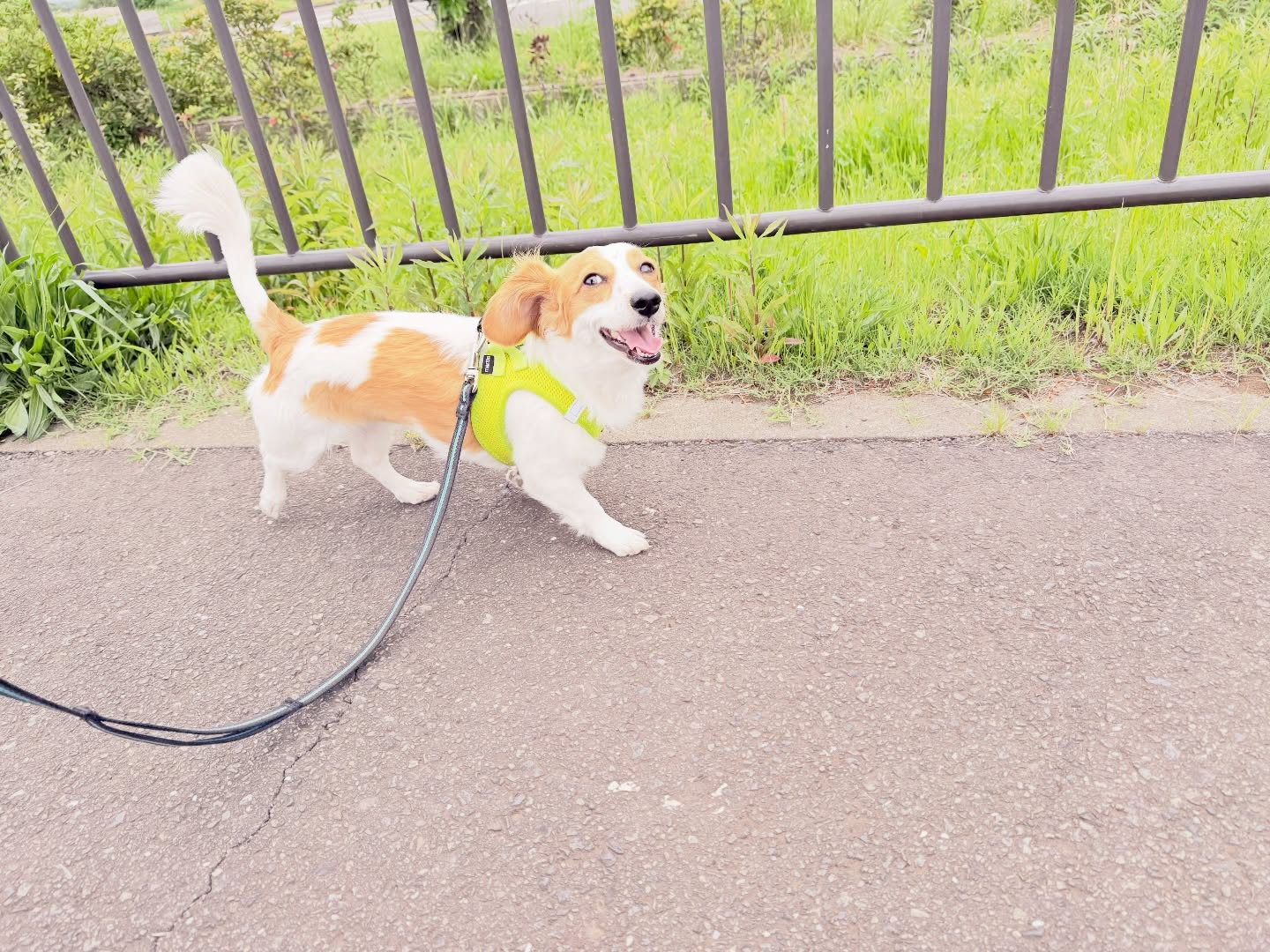 お預かりレッスン大好き💕