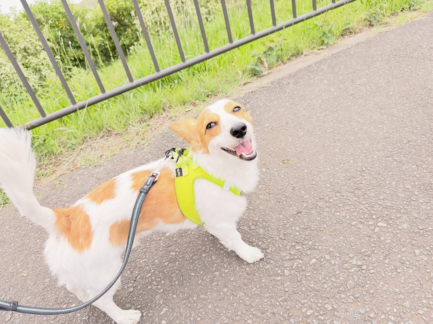 お預かりレッスン大好き💕