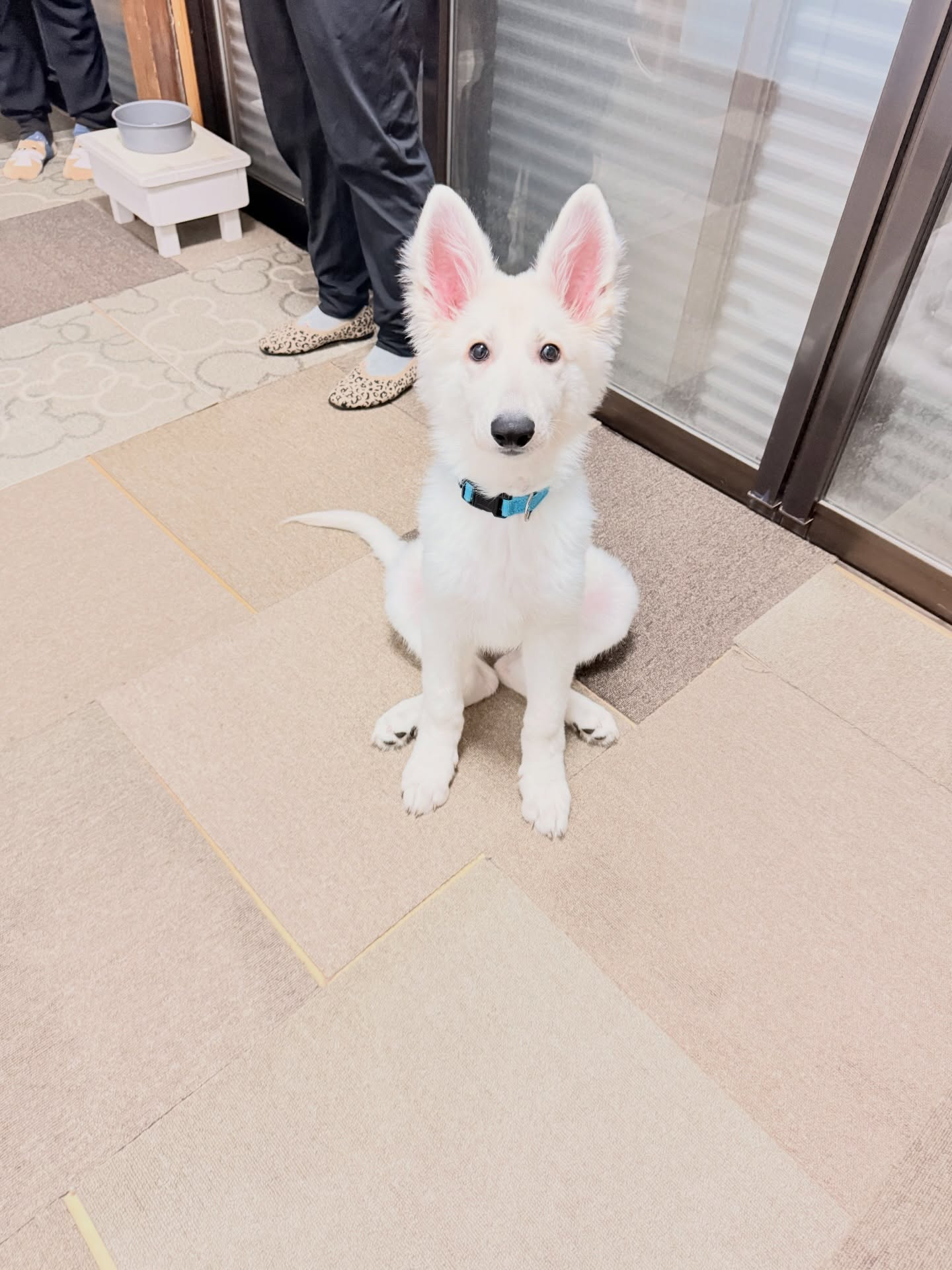 ホワイトシェパードの3ヶ月の男の子🩷