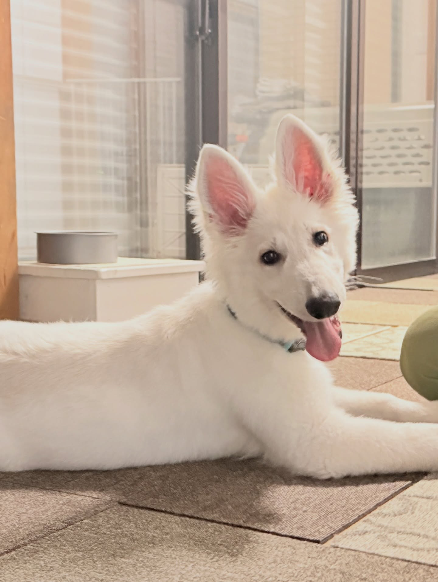 ホワイトシェパードの3ヶ月の男の子🩷