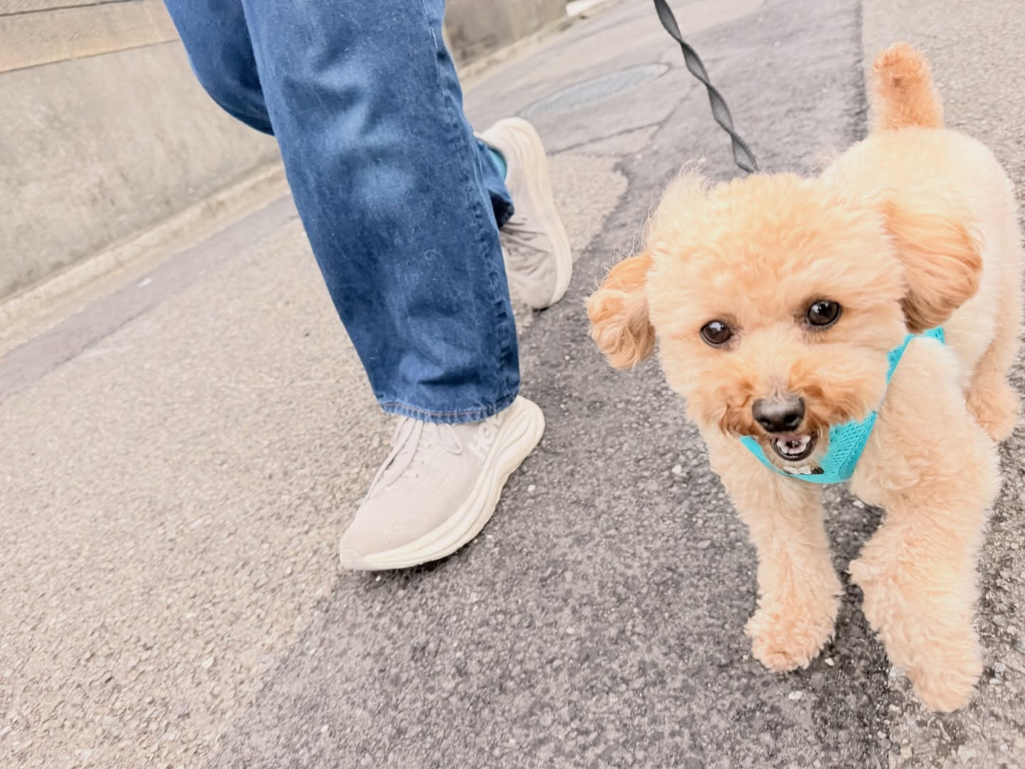 新入生、お散歩れんしゅう〜