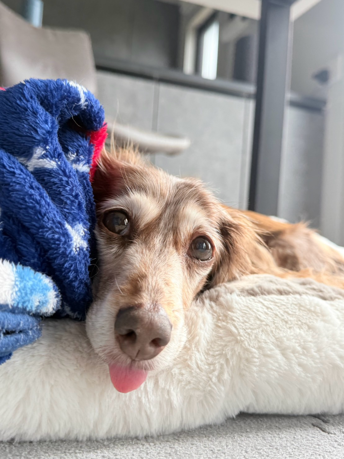 モカメイちゃん、16歳になりました✨