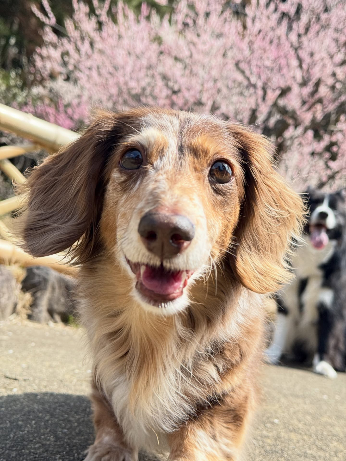 モカメイちゃん、16歳になりました✨