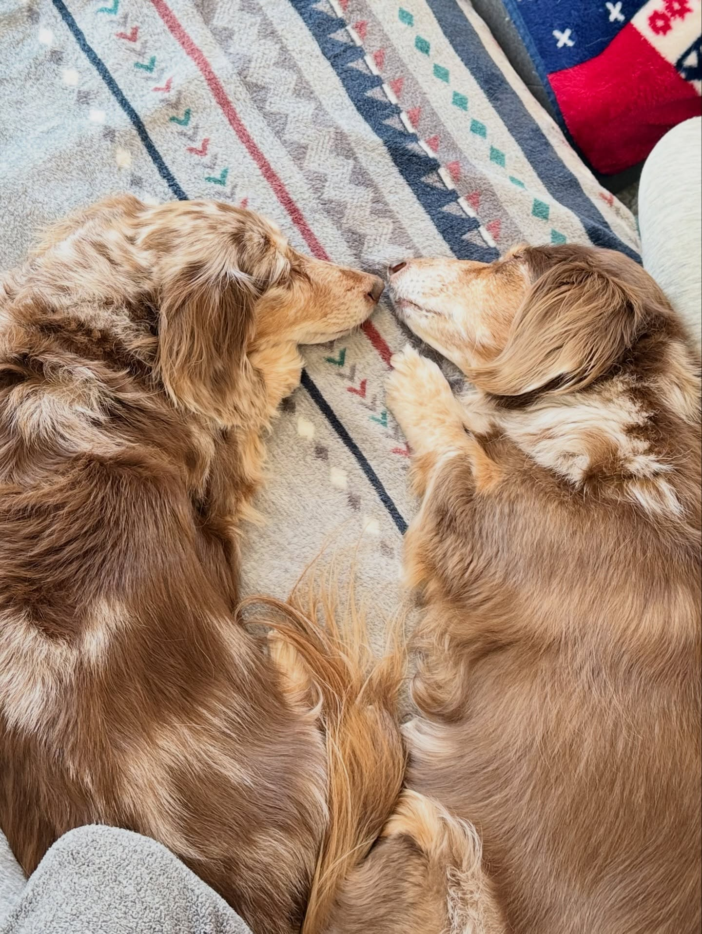 モカメイちゃん、16歳になりました✨