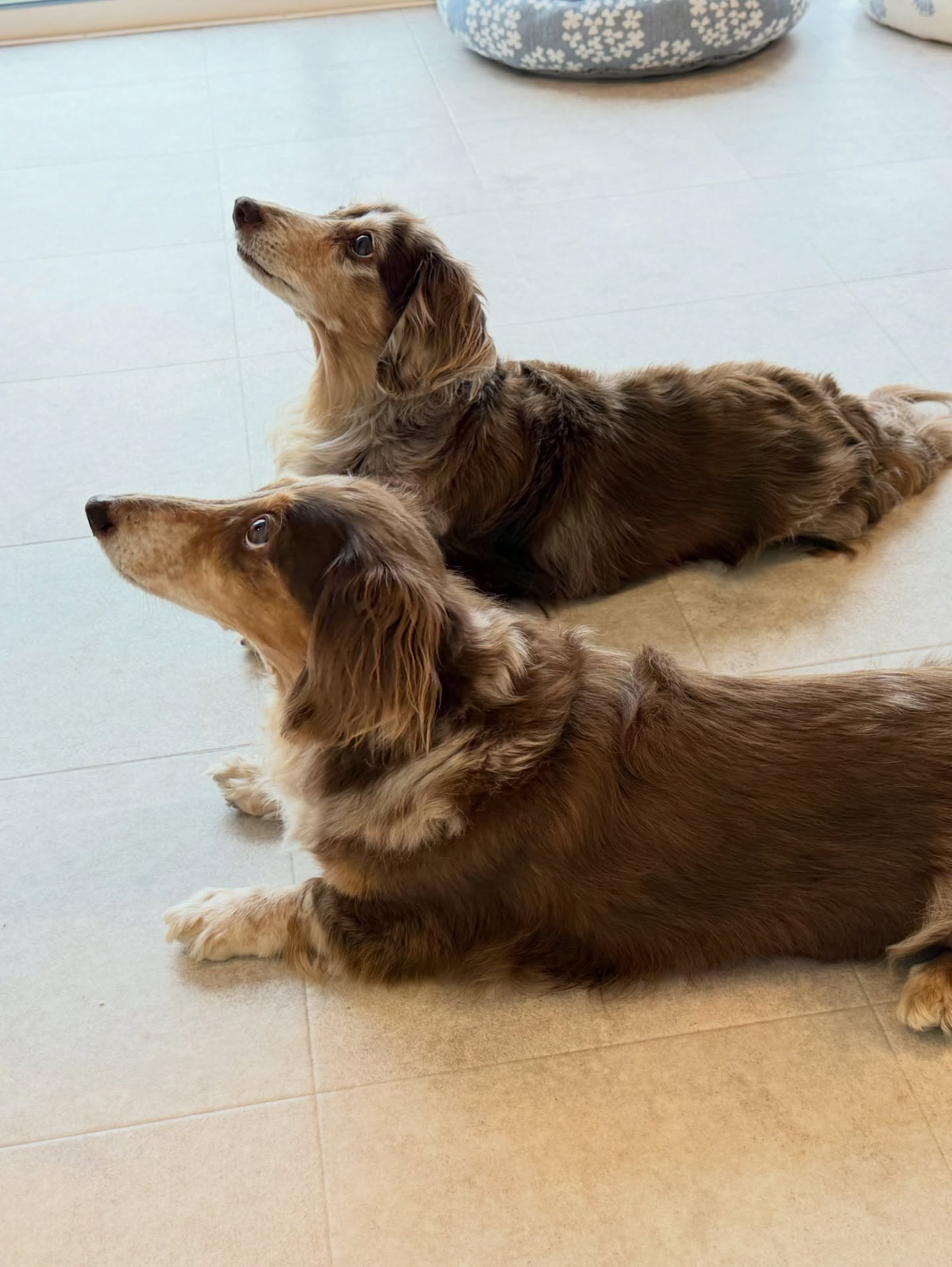 モカメイちゃん、16歳になりました✨