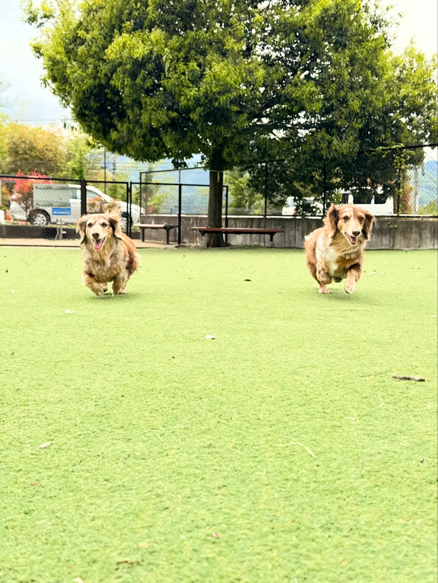 モカメイちゃん、16歳になりました✨