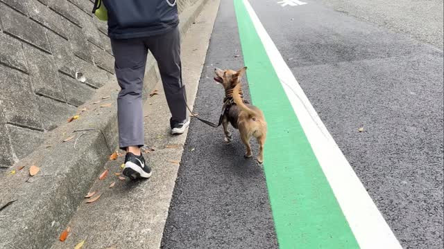 お預かりレッスン動画〜