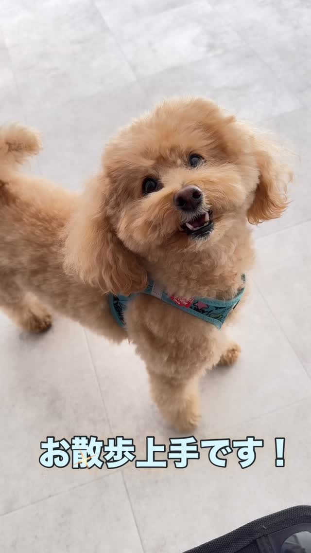 #ドッグメンタルトレーニング  #お預かりトレーニング  #...