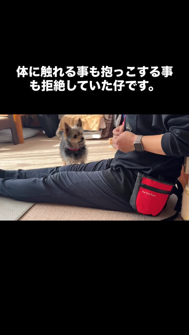 #犬 #dog #ドッグトレーニング #メンタル #ヨークシ...