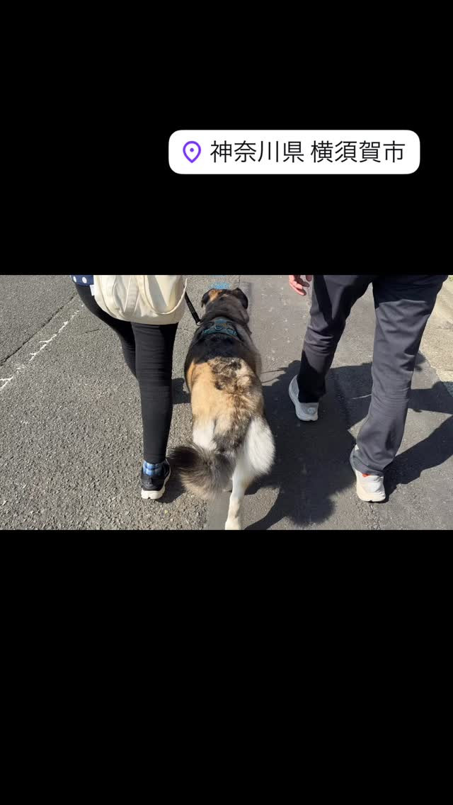 犬が人と一緒にベースを合わせて歩くためには